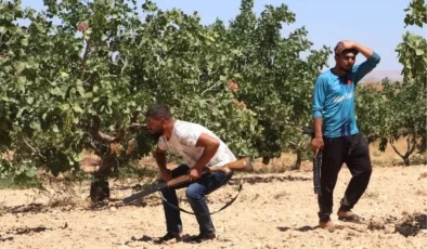 Yeşil altında hırsızlığa karşı önlem! Günlük 1000 TL yevmiye ile ellerinde tüfeklerle nöbet tutuyorlar